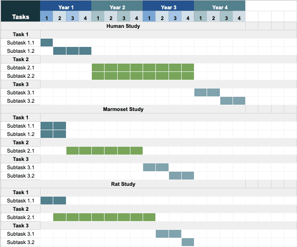 Gantt chart for Work Package 2 across four years of quarters, split into three studies. Human study: subtask 1.1 in the first quarter, subtask 1.2 from quarter 1 to quarter 3 of year 1, subtasks 2.1 and 2.2 through years 2 and 3, subtask 3.1 in quarters 1 and 2 of year 3 and subtask 3.2 in quarters 3 and 4 of year 3. Marmoset study: subtasks 1.1 and 1.2 in the first two quarters, subtask 2.1 from quarter 2 of year 1 to quarter 2 of year 2, subtask 3.1 in quarters 2 and 3 of year 2 and subtask 3.2 in quarters 3 and 4 of year 2. Rat study: subtask 1.1 in the first quarter, subtask 2.1 from quarter 1 of year 1 to quarter 3 of year 2, subtask 3.1 in quarters 2 and 3 of year 2 and subtask 3.2 in quarter 4 of year 2.